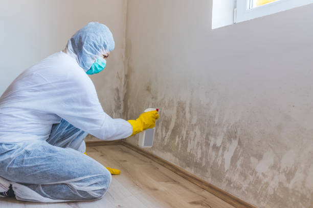 Licensed Mold Remediation service in Auburn, KY - WQB Mold Removal